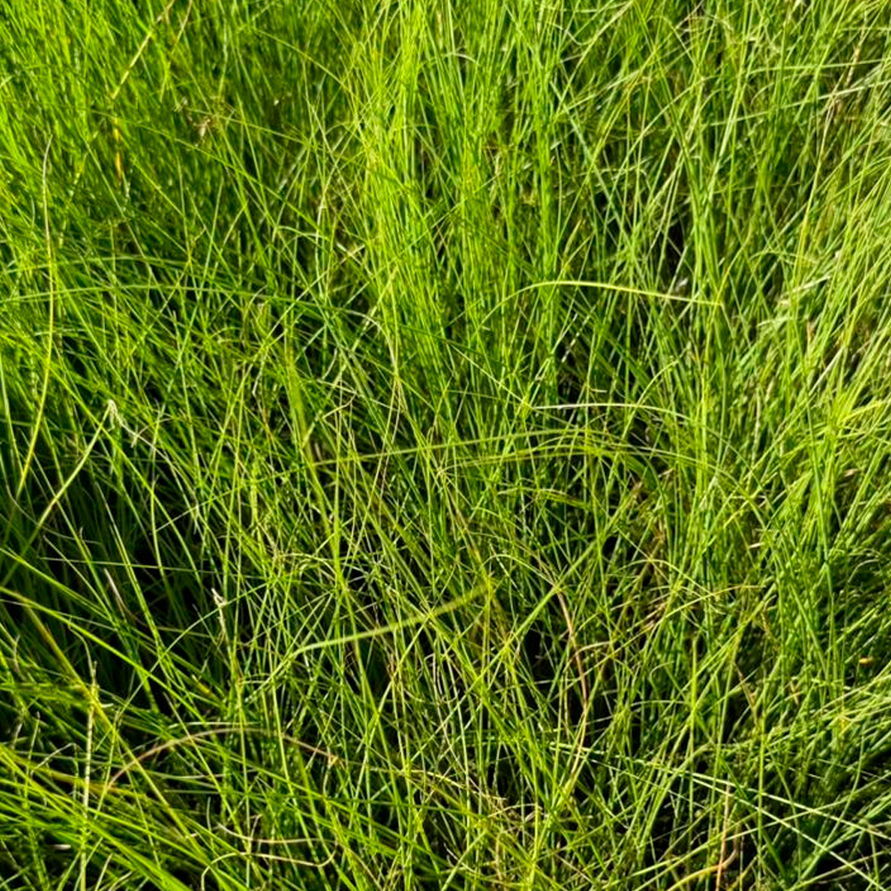 Mudas de Capim do Texas Verde
